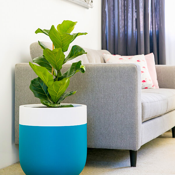 Image showcasing Quietest Automatic Litter Boxes for Apartment Living: 2025 Noise Level ...