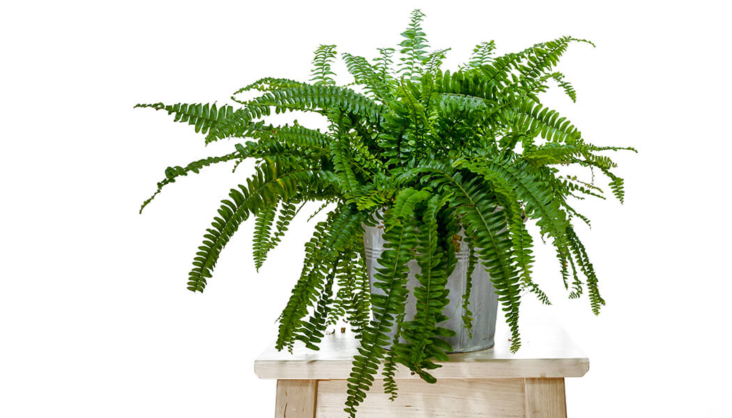 Ferns
